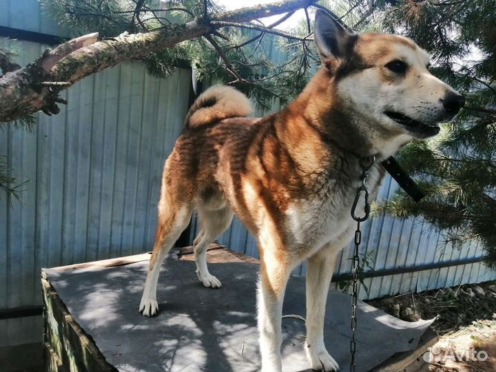 Вязка лайка
