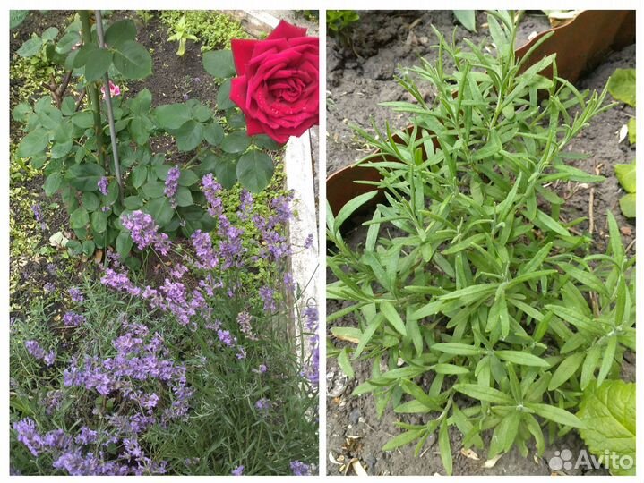 Самшит,садовые растения часть 2, рассада