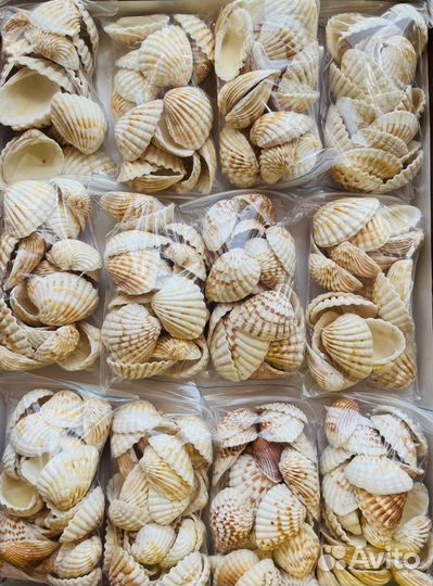 Ракушка морская Кардита биколор