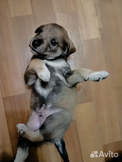Собаки