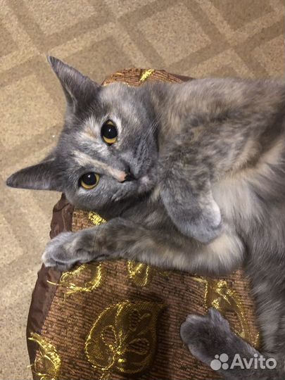 Кошечка Шанель