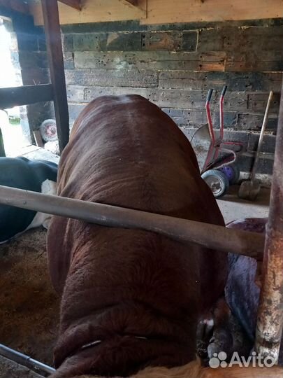 Продаю быков