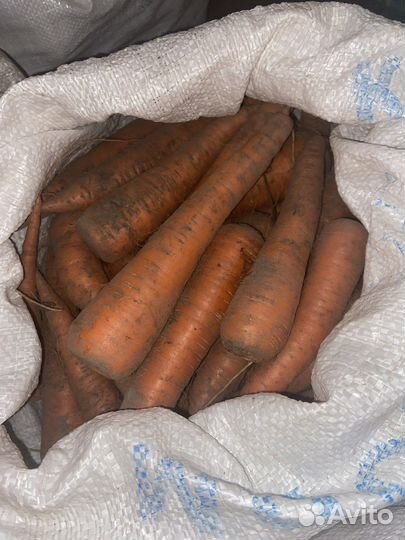 Морковь домашняя