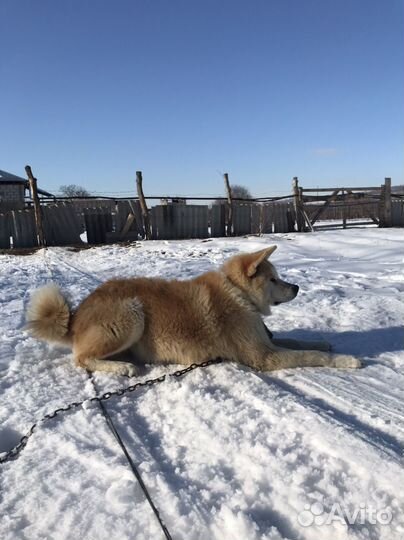 Акита Ину, самец вязка