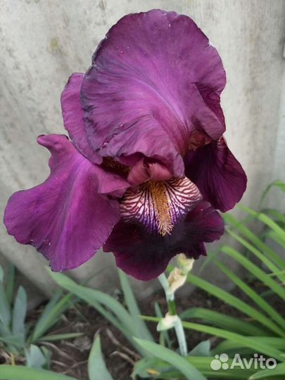 Ирисы бородатые