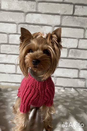 Вязаный свитер для собаки