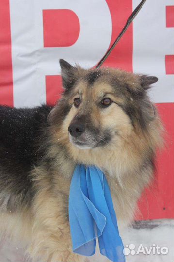 Барон, который ждёт