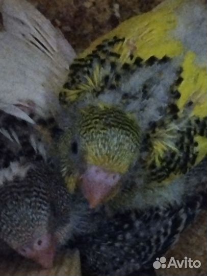 Попугай волнистый от заводчика