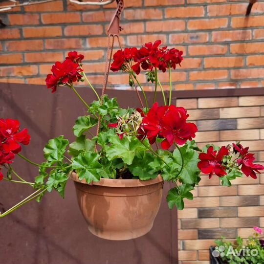 Пеларгония герань плющевидная