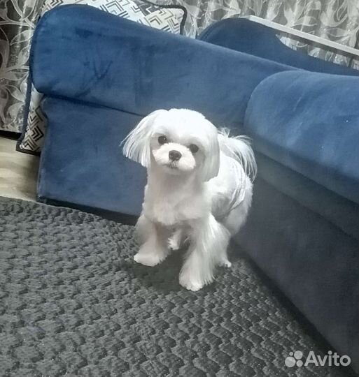 Мальтезе вязка