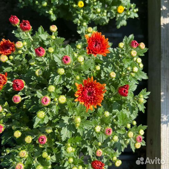 Хризантемы мультифлора