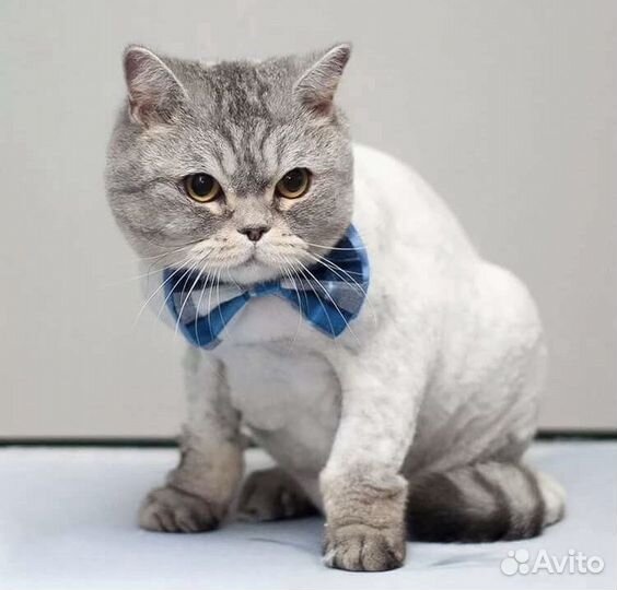 Ветеринарный врач.Грумер.Стрижка кошек и собак.кмв