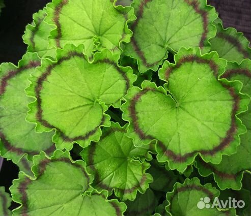 Герани махровые, пестролистные и розебудные