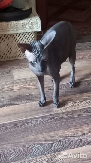 Донской сфинкс