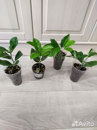 Лимон Мейер