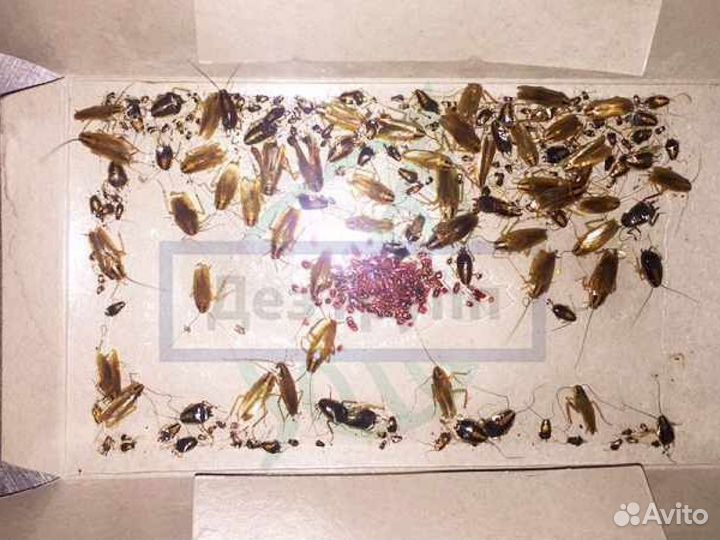 Дезинсекция. Сертификаты на всё