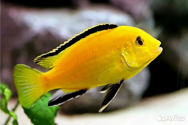 Малавийские цихлиды лабидохромис еллоу