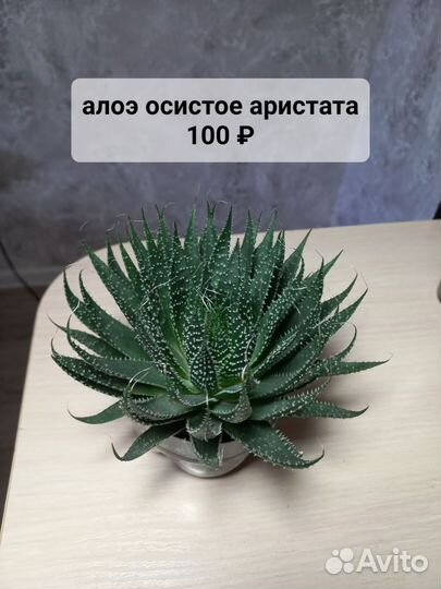 Комнатные растения