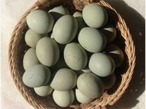 Инкубационое яйцо лакиданзи
