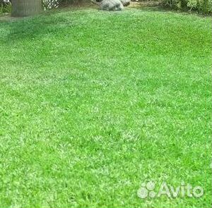 Укладка газона