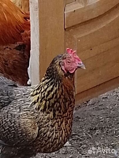 Домашние куриные яйца