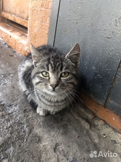 Кот в добрые руки