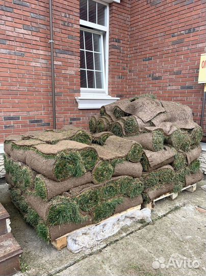 Рулонный газон 