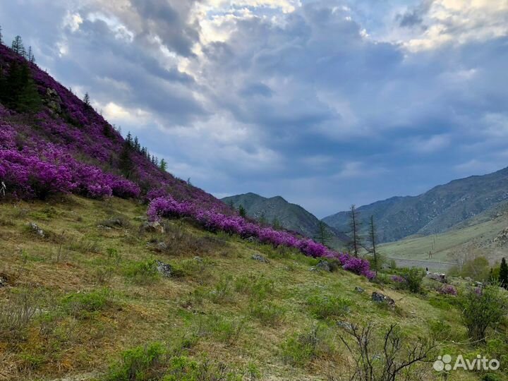 Экскурсии в Горный Алтай. Цветение маральника