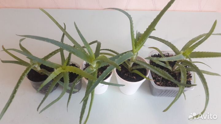 Столетник и крассула