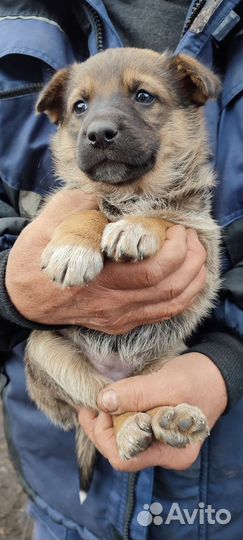 В добрые руки отдам щенка полукровку овчарки