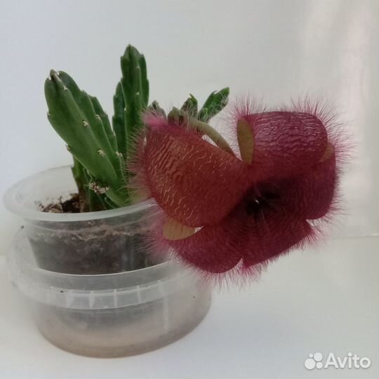 Мохнатые цветы Стапелия