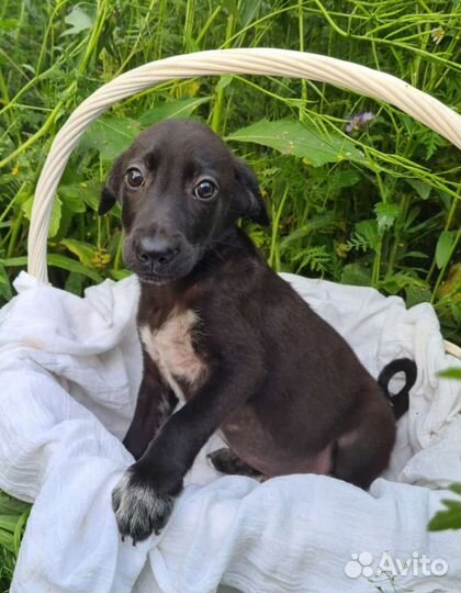 Привитые щенки в дар