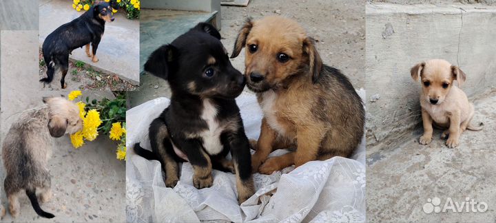 Щенок в добрые руки