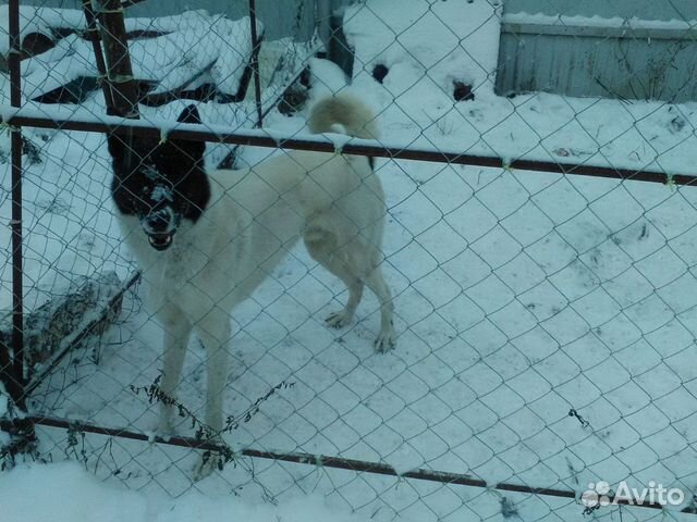 авито собаки. щенки алабая в улан-удэ. собака, щенок отдаю. питомник собак октябрьский башкортостан. авито башкортостан собаки.