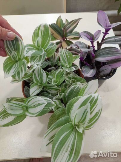 Традесканции сортовые, коллизия