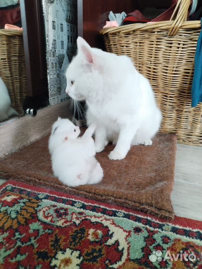 Котята курильский бобтейл