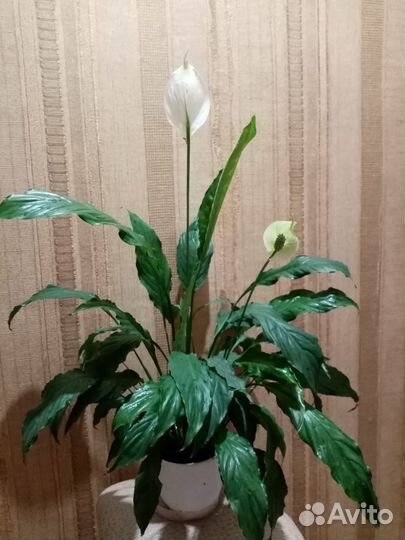 Спатифиллум