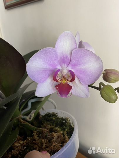 Орхидея фаленопсис
