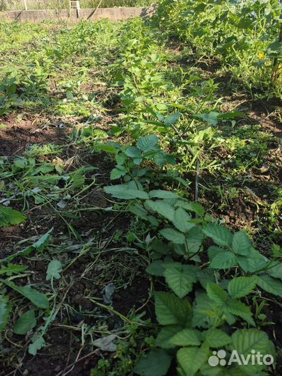 Ежевика Бесшипная Сорт Натчез