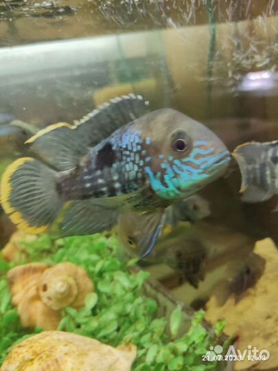 Бирюзовая акара