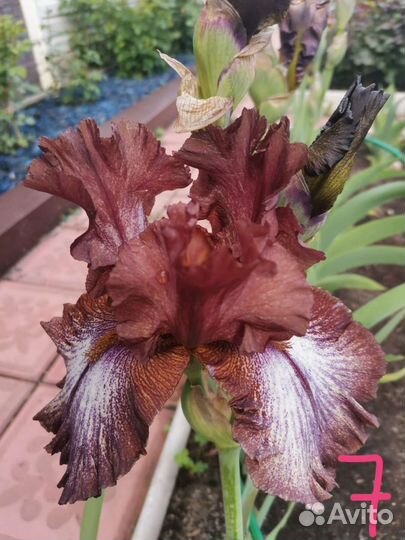 Ирисы бородатые сортовые