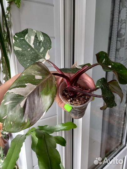 Филодендрон ред андерсен, все по одной цене