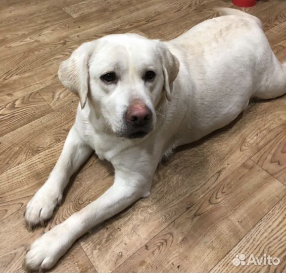 Щенки лабрадора палевые