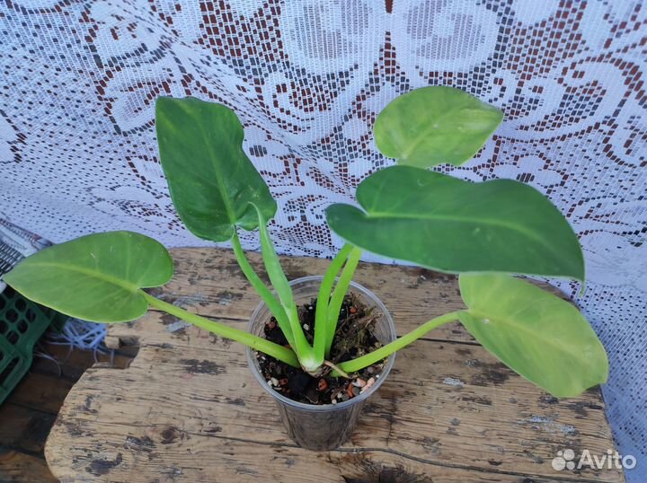 Филодендроны излишки