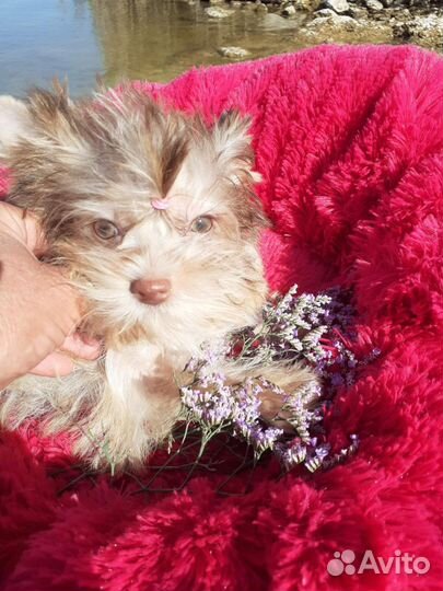 Девочка Йорка микро