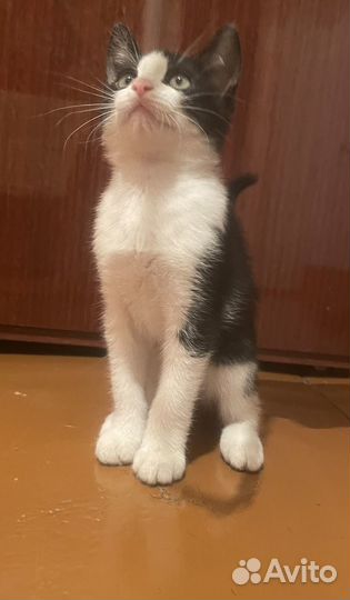 Кошечка в добрые руки