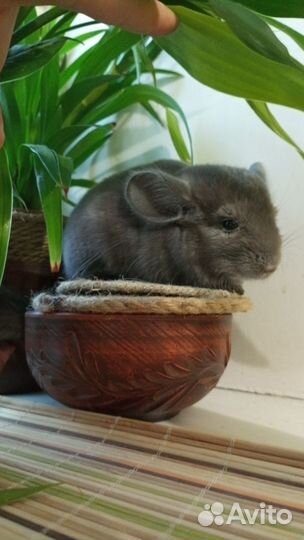 Серебристая шиншилла 