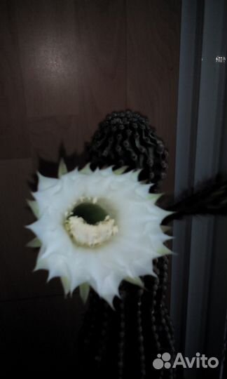 Продаю кактус, авокадо