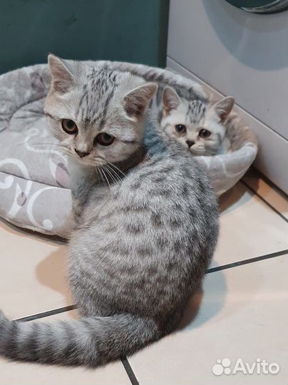 Британская шиншилла