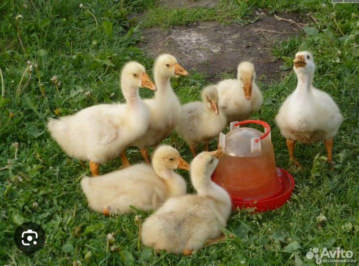 Гусята линда